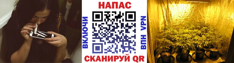 Марихуана конопля купить наркотик Отрадное